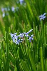 blue hyacinth in the garden