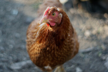 chicken in the farm