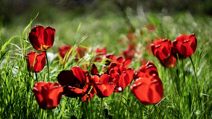 red tulips in the garden