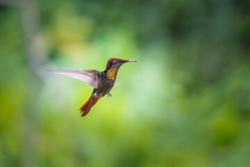 Ruby-topaz hummingbird (Chrysolampis mosquitus) bird in flight. Hummingbird flying with blurred...