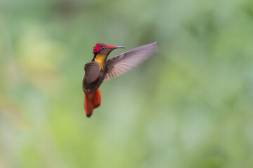 Ruby-topaz hummingbird (Chrysolampis mosquitus) bird in flight. Hummingbird flying with blurred green background. . Wildlife scene from nature. Birdwatching in Trinidad and Tobago.