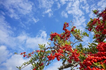 青空バックに見上げるきれいに色づいたピラカンサの実＠愛媛