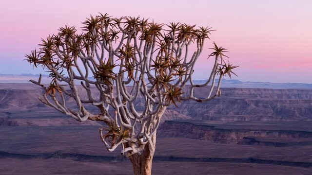Sunset or dawn in Africa. Quiver tree forest on the edge of Fish River Canyon.