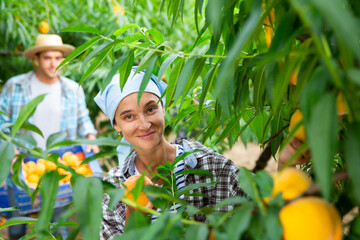 Portraite of positive woman harvests ripe peaches in his orchard