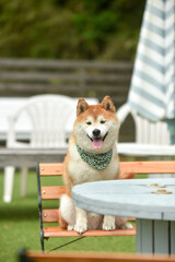 自然の中でおすましする柴犬