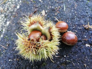 chestnuts