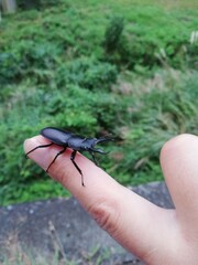 クワガタ　コクワガタ