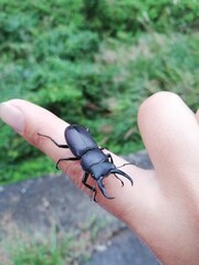 くわがた　コクワガタ