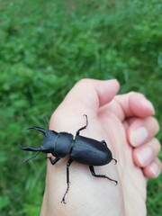 クワガタ　コクワガタ　手乗り