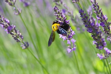 ラベンダー　ラベンダー畑　くまばち