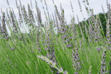 ラベンダー　ラベンダー畑