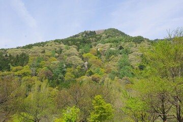 新緑　春の山　色づき始め　山桜　広葉樹