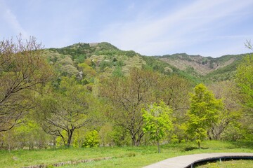 新緑　春の山　色づき始め　山桜　広葉樹