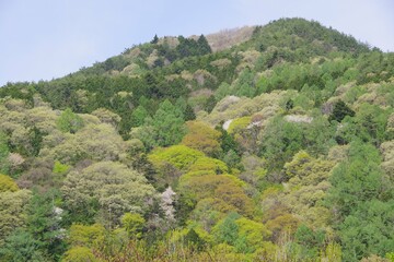 新緑　春の山　色づき始め　山桜　広葉樹