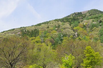 新緑　春の山　色づき始め　山桜　広葉樹