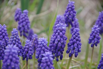 ムスカリ　春の花　紫の花