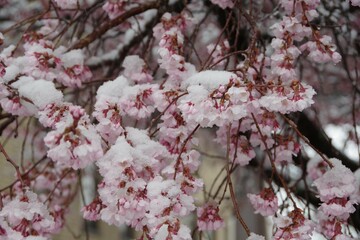 桜につもる雪　なごり雪