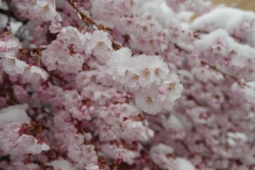なごり雪　桜と雪