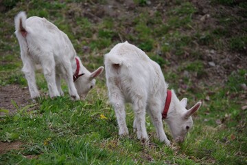 baby goat on pasture