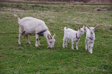 baby goat on a meadow