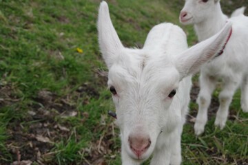 goat on the meadow