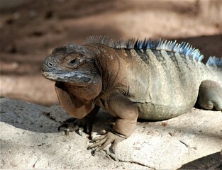 iguana on the rocks