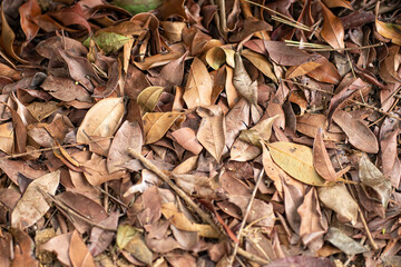 Bunch of fallen graying leaves with sticks. Selective focus points