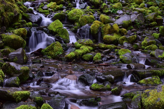 Olympic National Park, Washington, USA