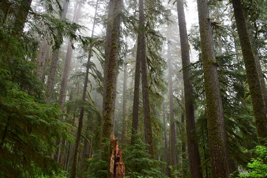 Olympic National Park, Washington, USA