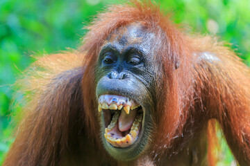 orangutans or pongo pygmaeus is the only asian great found on the island of Borneo and Sumatra
