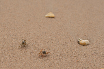 A couple of crabs walking fast on a sandy beach with some pebbles. Selective focus points