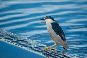 Black-crowned night heron balancing on water treatment pond, Sweetwater Wetlands Park, Gainesville,...