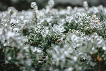 Frozen branches and leaves