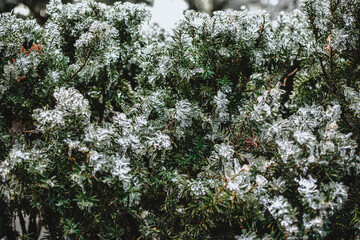 Frozen bush and leaves