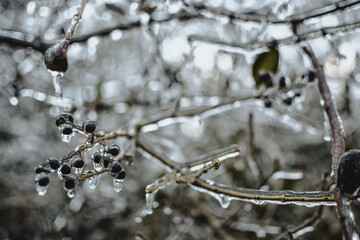 Frozen branches and berries