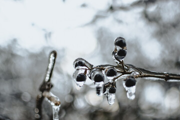 Frozen berries on branch closeup