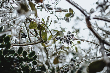 Frozen berries and leaves on branches