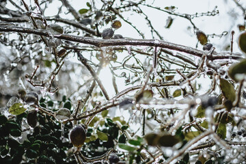 Sunlight through frozen branches and berries