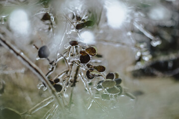 Frozen leaves on branches closeup