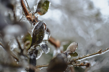 Frozen leaf closeup