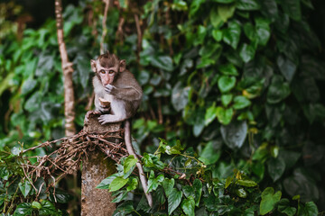 Little Monkey