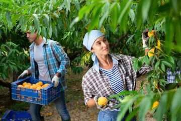 Positive woman harvesting ripe peaches in his orchard on sunny day