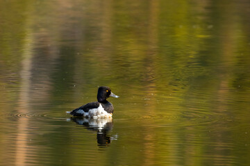 Ring-necked Duck Swims In Sprague Lake