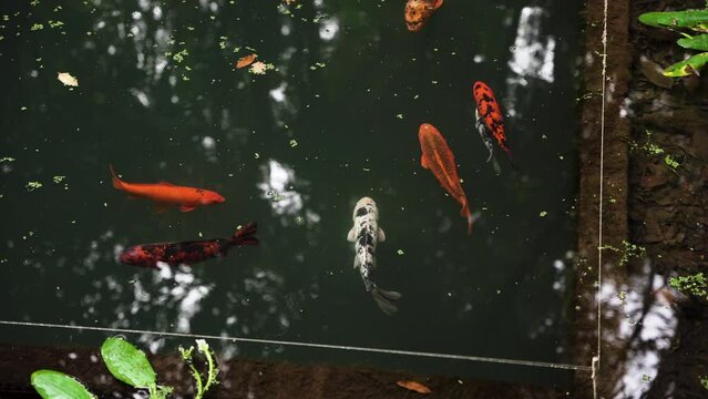 Japanese koi
