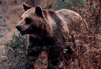 Brown Bears Pacing in Forest