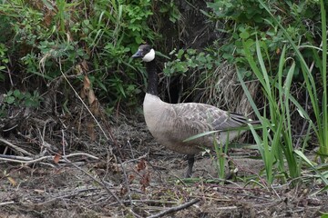 Juvenile Canada Goose walking on shore, green grass in background.  