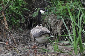 Juvenile Canada Goose walking on shore, green grass in background.  Has atypical markings.