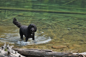 Black Springerdoodle dog standing in shallow water in a river. 