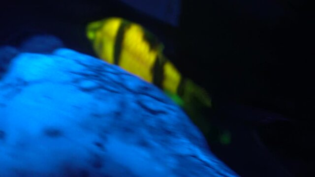 A fluorescent Sumatra Barb with glowing eyes swims near a welk shell.