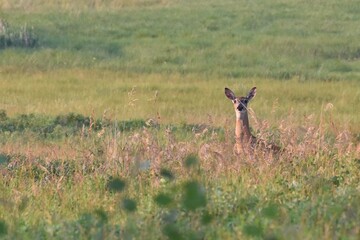 Deer standing in a grassy field at sunset.